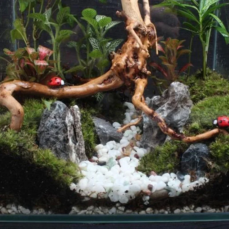 Tronc d'Arbre Naturel en Bois  - Aquarium Plant Holder avis et prix