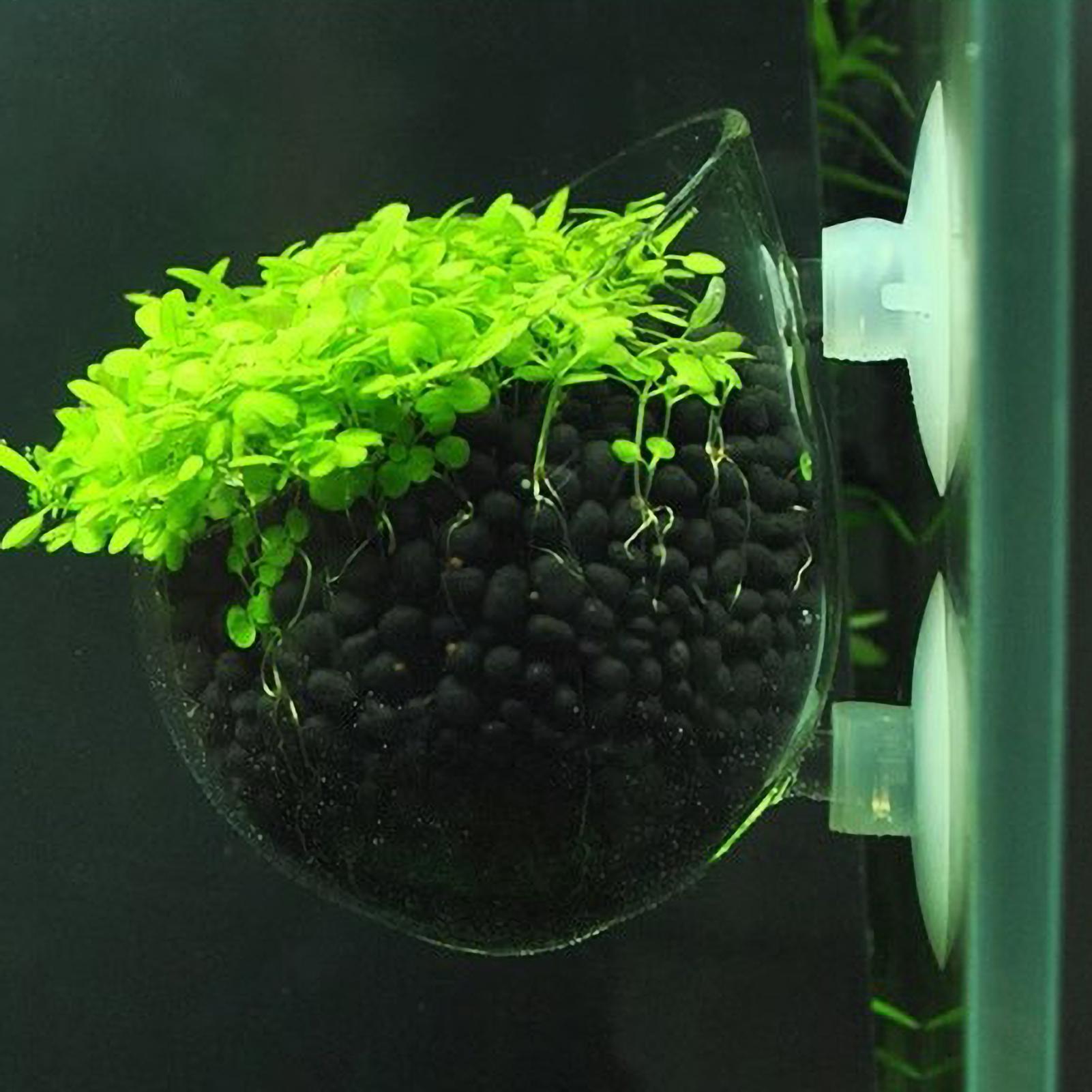 Support pour plantes d'aquariu - Aquarium Plant Holder avis et prix
