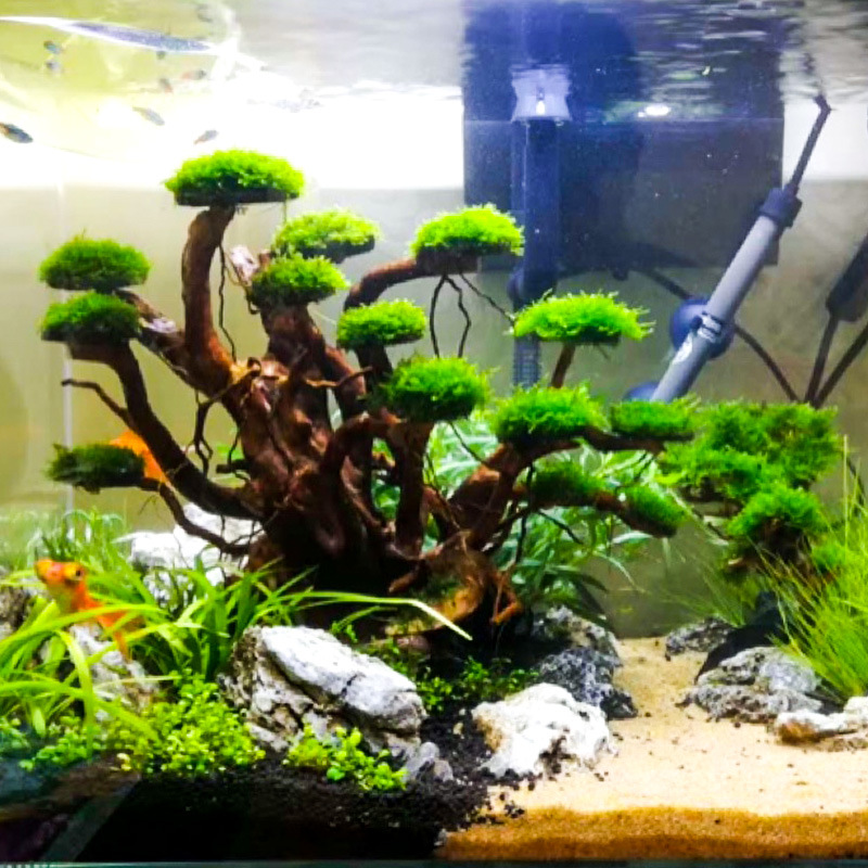 Décoration aquascaping : Ornem - Aquarium Moss avis et prix